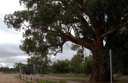 Giant Gum Tree and Shelter 3
